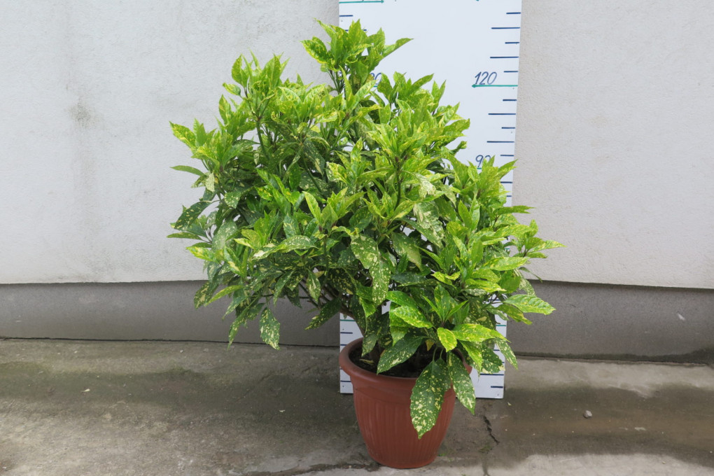 Aucuba japonica 130 cm