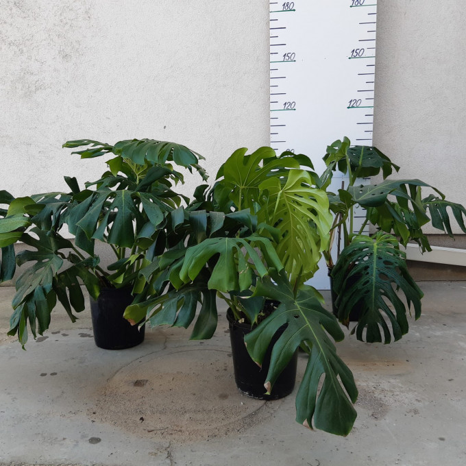 Philodendron MONSTERA výška 100 cm