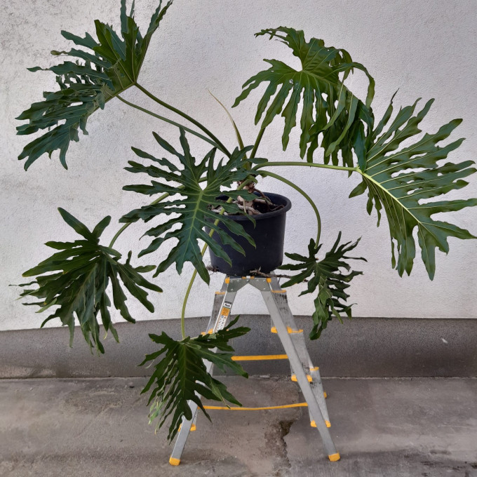 Philodendron XANADU výška 100 cm