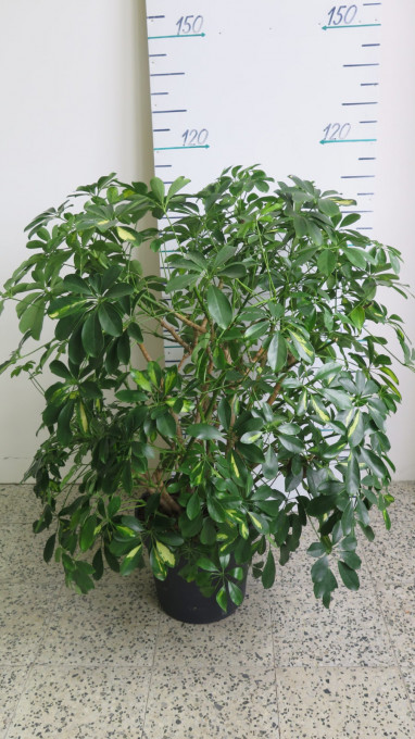 Schefflera arboricola výška 120 - 150 cm