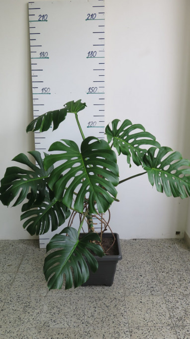 Philodendron MONSTERA výška 140 cm