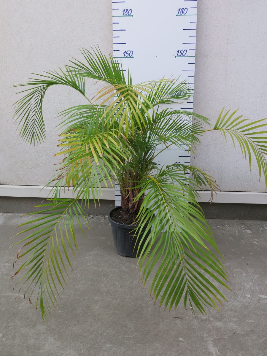 ARECA Dypsis lutescens VÝŠKA 150 – 200 CM