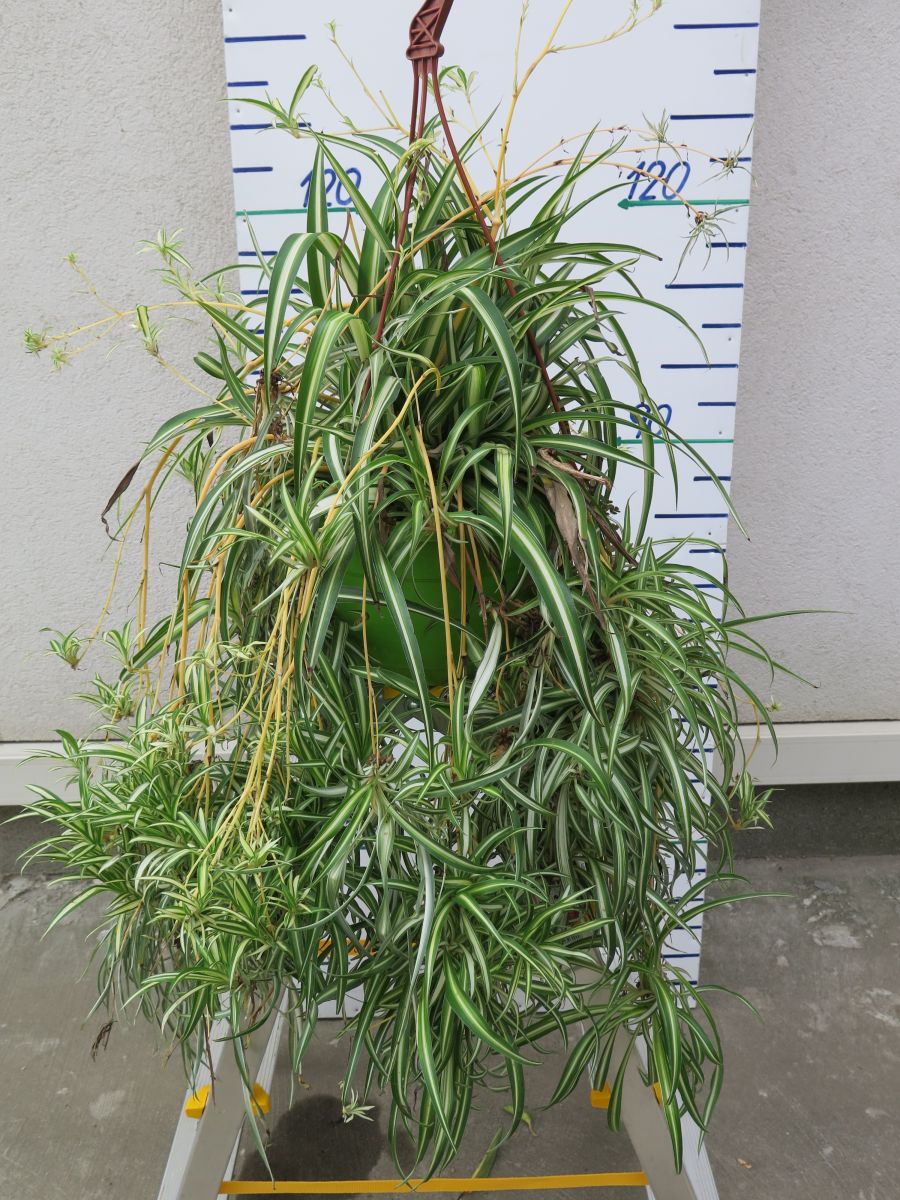 CHLOROPHYTUM DÉLKA 80 CM