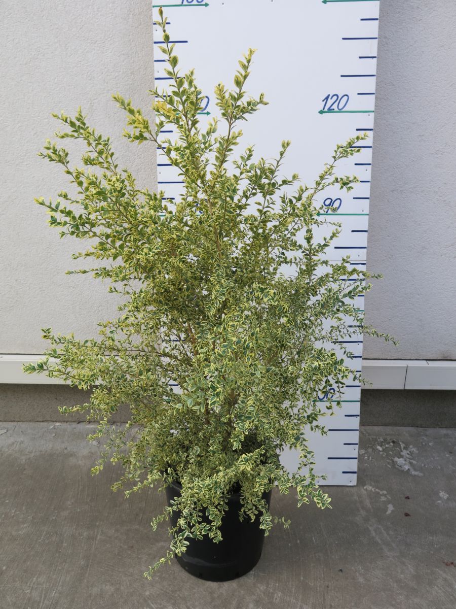 BUXUS SEMPERVIRENS 120 CM PANAŠOVANÝ