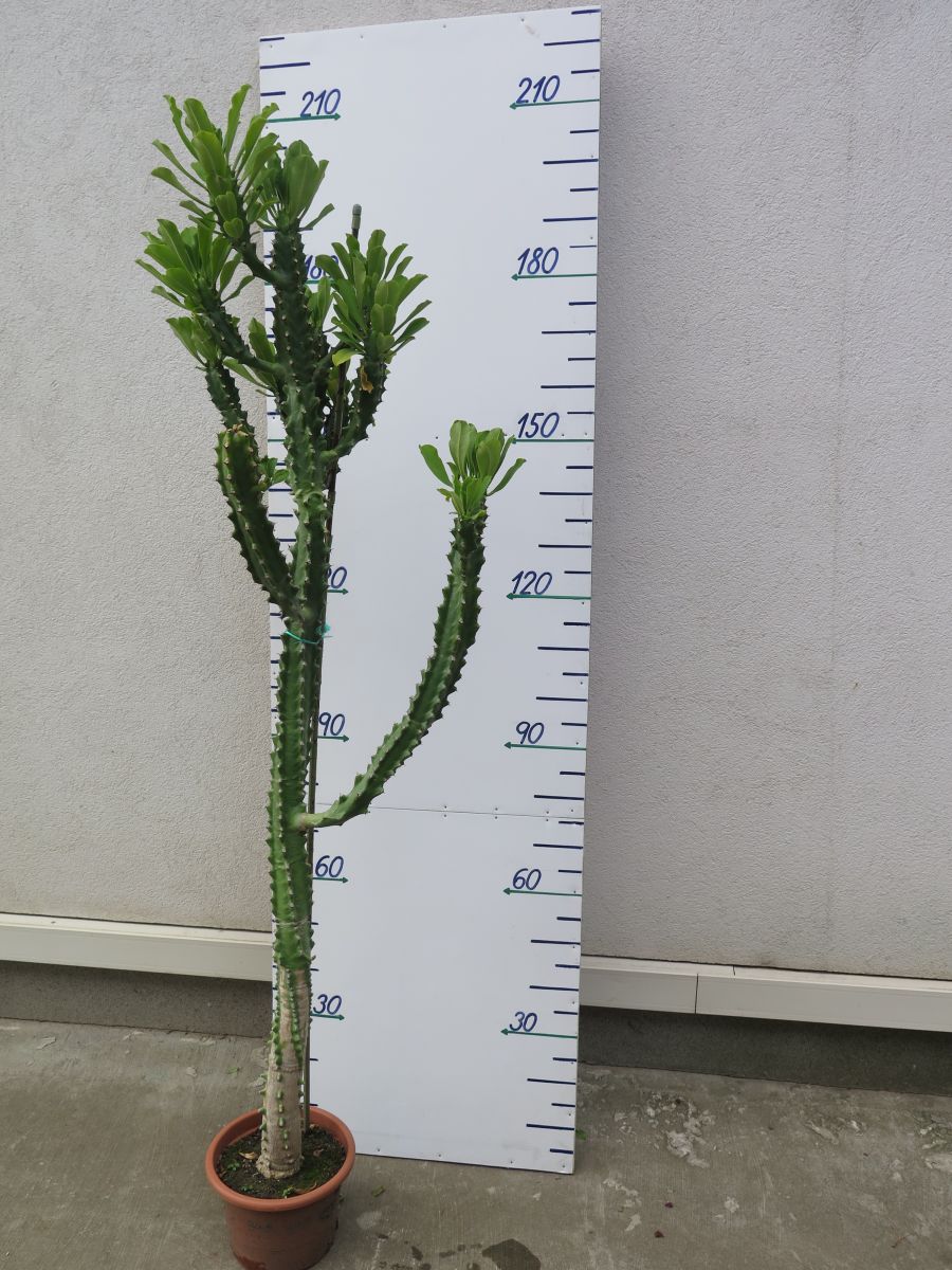 EUPHFORBIA VÝŠKA 200 CM