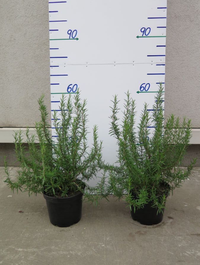 ROSMARINUS OFFICINALIS 60 CM