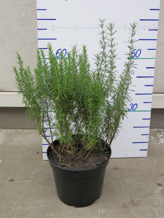 ROSMARINUS OFFICINALIS 70 CM