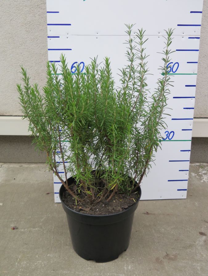 ROSMARINUS OFFICINALIS 70 CM