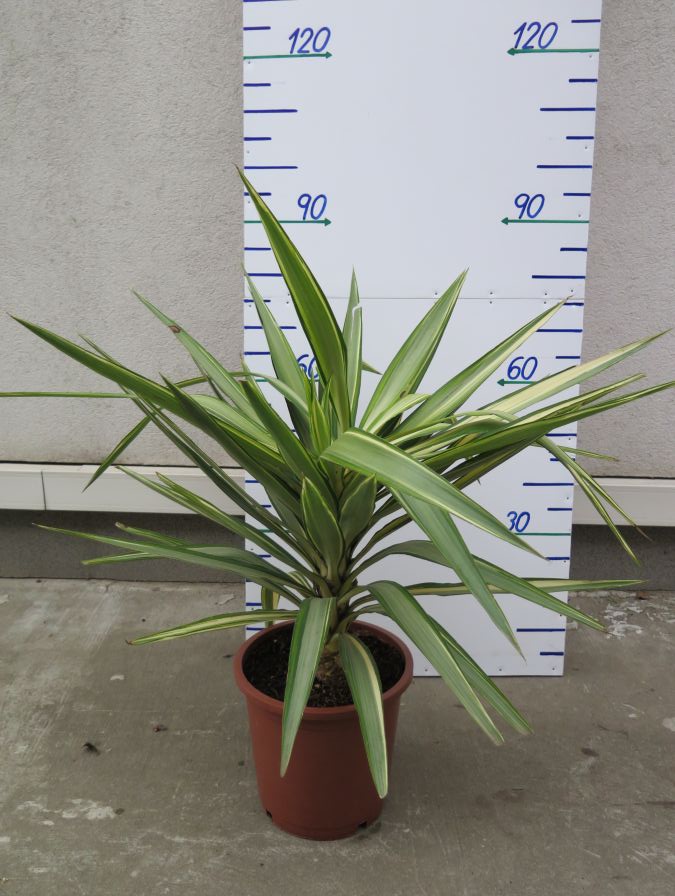 YUCCA ELEPHANTIPES JEWEL 80 CM