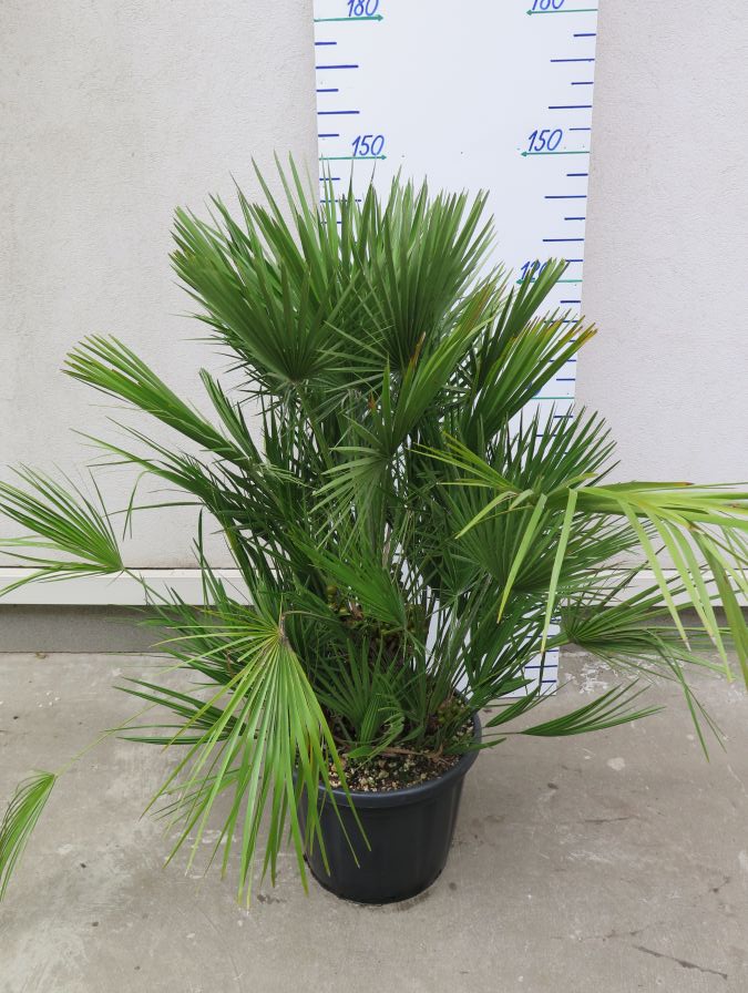 CHAMAEROPS HUMILIS 180 CM