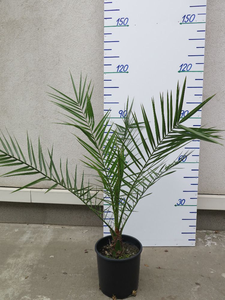 PHOENIX CANARIENSIS 120 – 180 CM