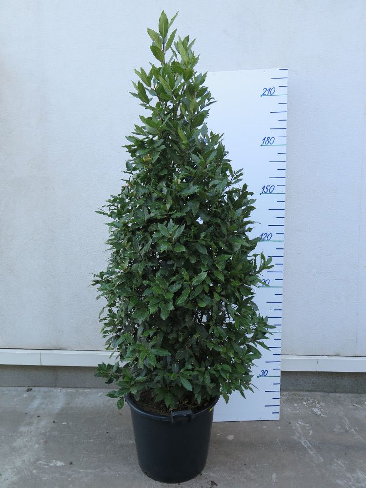 LAURUS NOBILIS 250 CM – KUŽEL