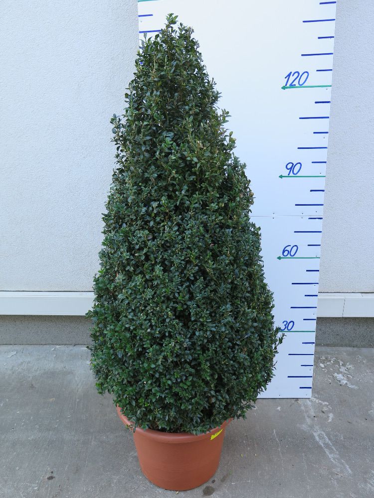 BUXUS SEMPERVIRENS 130 CM – KUŽEL