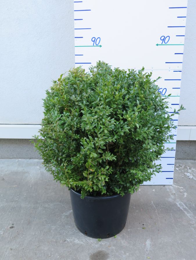 BUXUS SEMPERVIRENS 80 CM