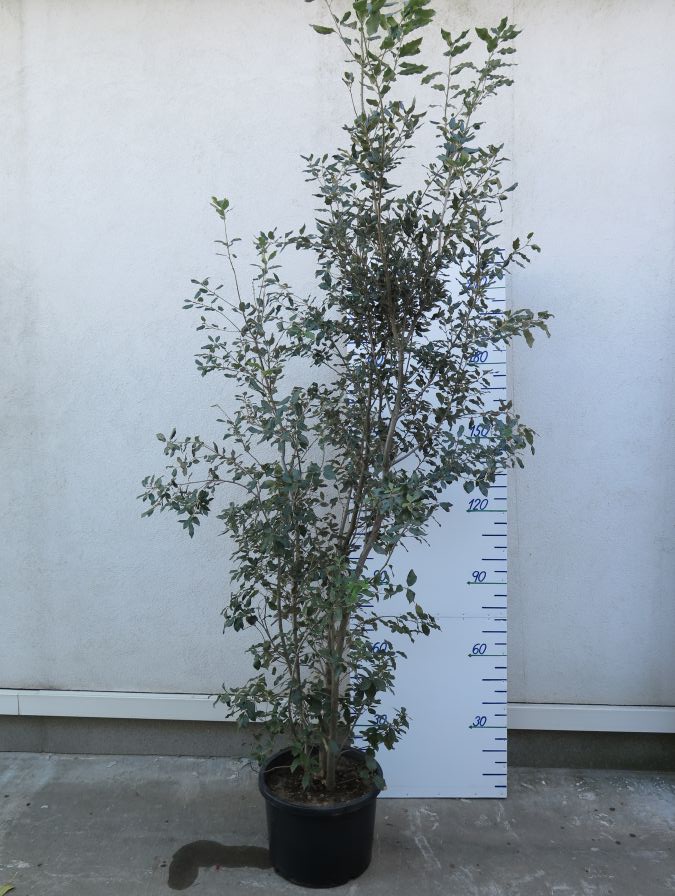 ILEX AQUIFOLIUM 250 CM