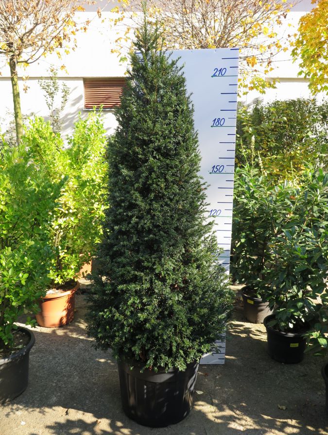 TAXUS BACCATA 220 CM KUŽEL