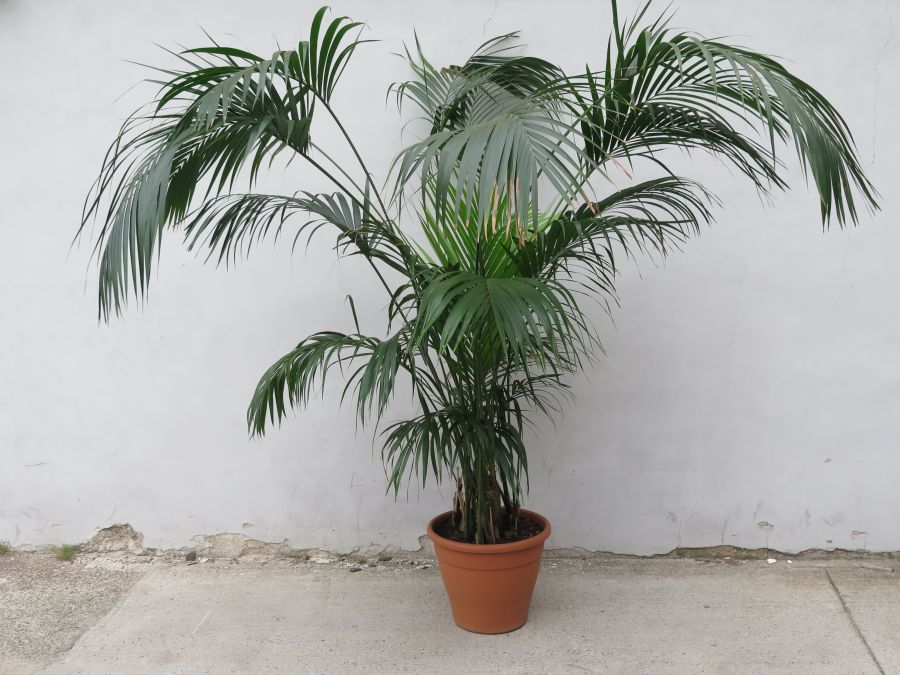 HOWEA FORSTERIANA – KENTIA 350 CM