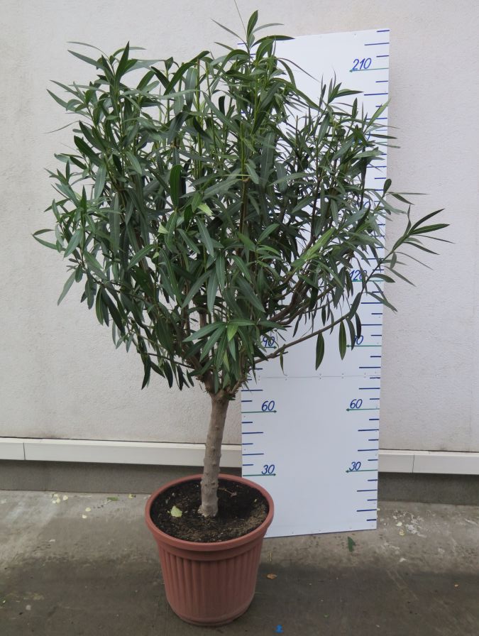 NERIUM OLEANDER 220 CM