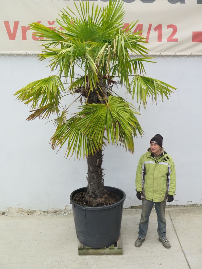 TRACHYCARPUS FORTUNEI 350 CM