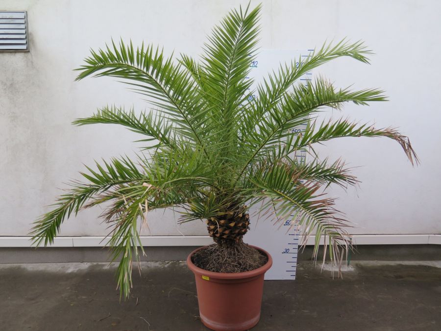 PHOENIX CANARIENSIS 230 CM