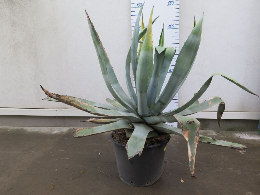 AGAVE 160 CM