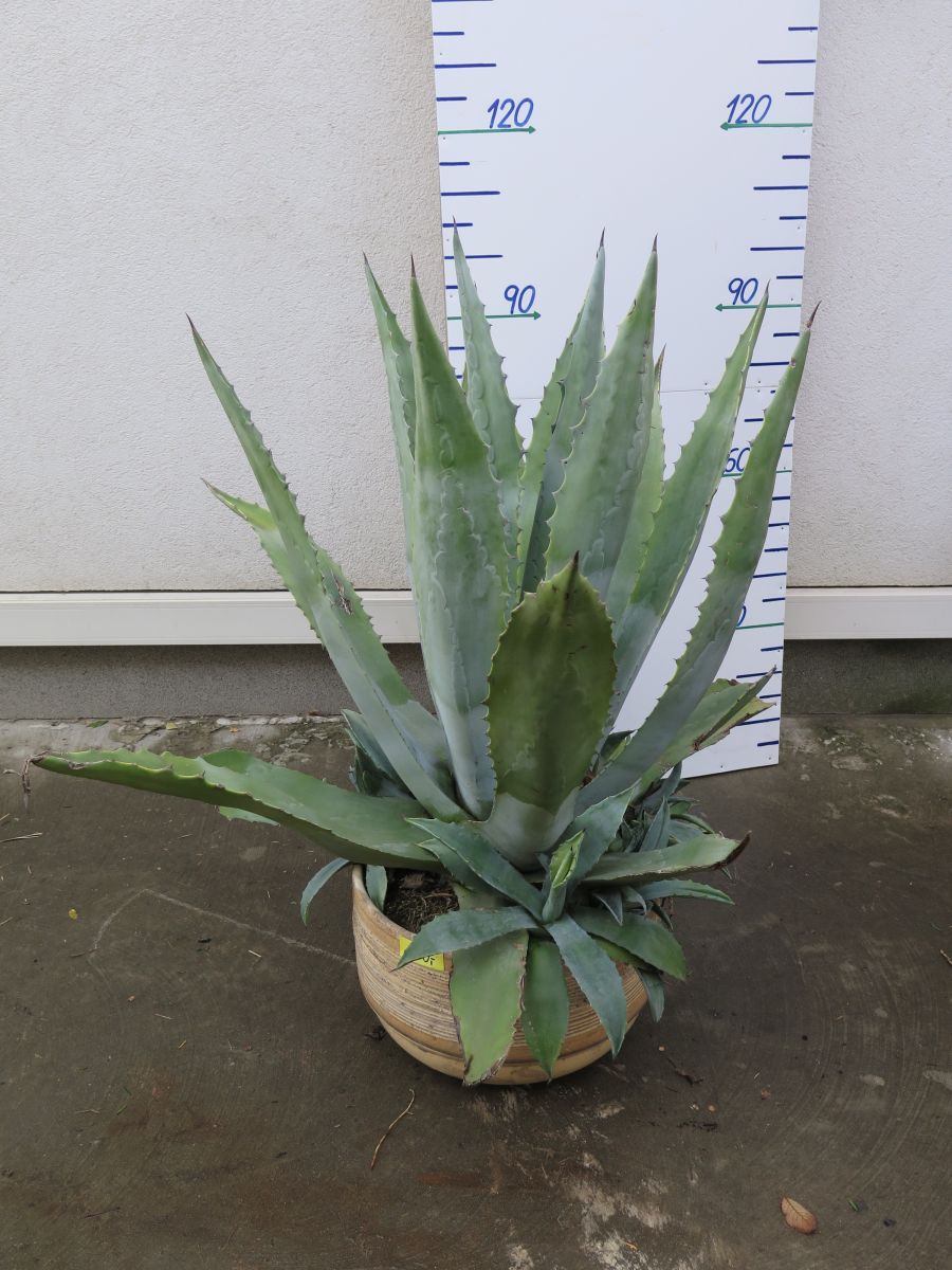 AGAVE 110 CM