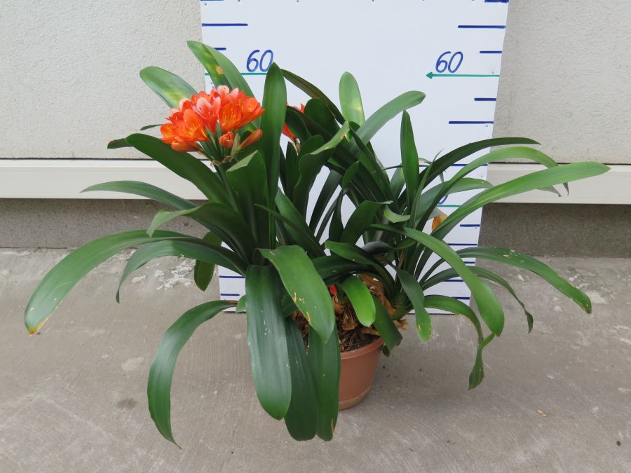 CLIVIA MINIATA VÝŠKA 50 CM