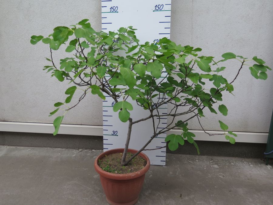 FICUS CARICA VÝŠKA 130 CM