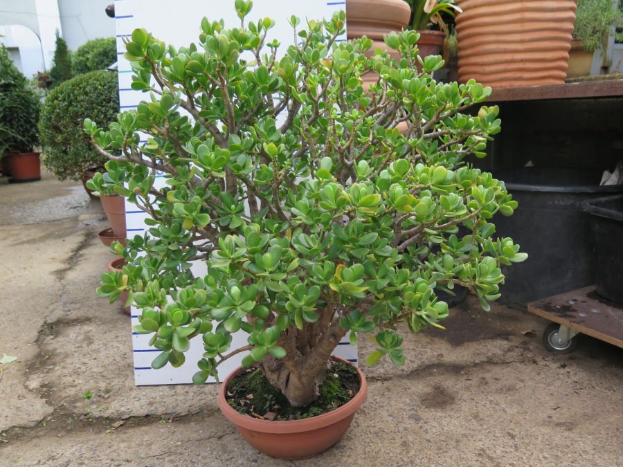 CRASSULA OVATA VÝŠKA 100 CM