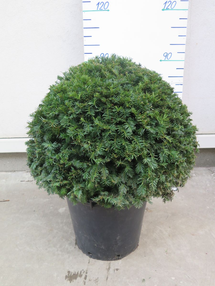 TAXUS BACCATA VÝŠKA 90 CM