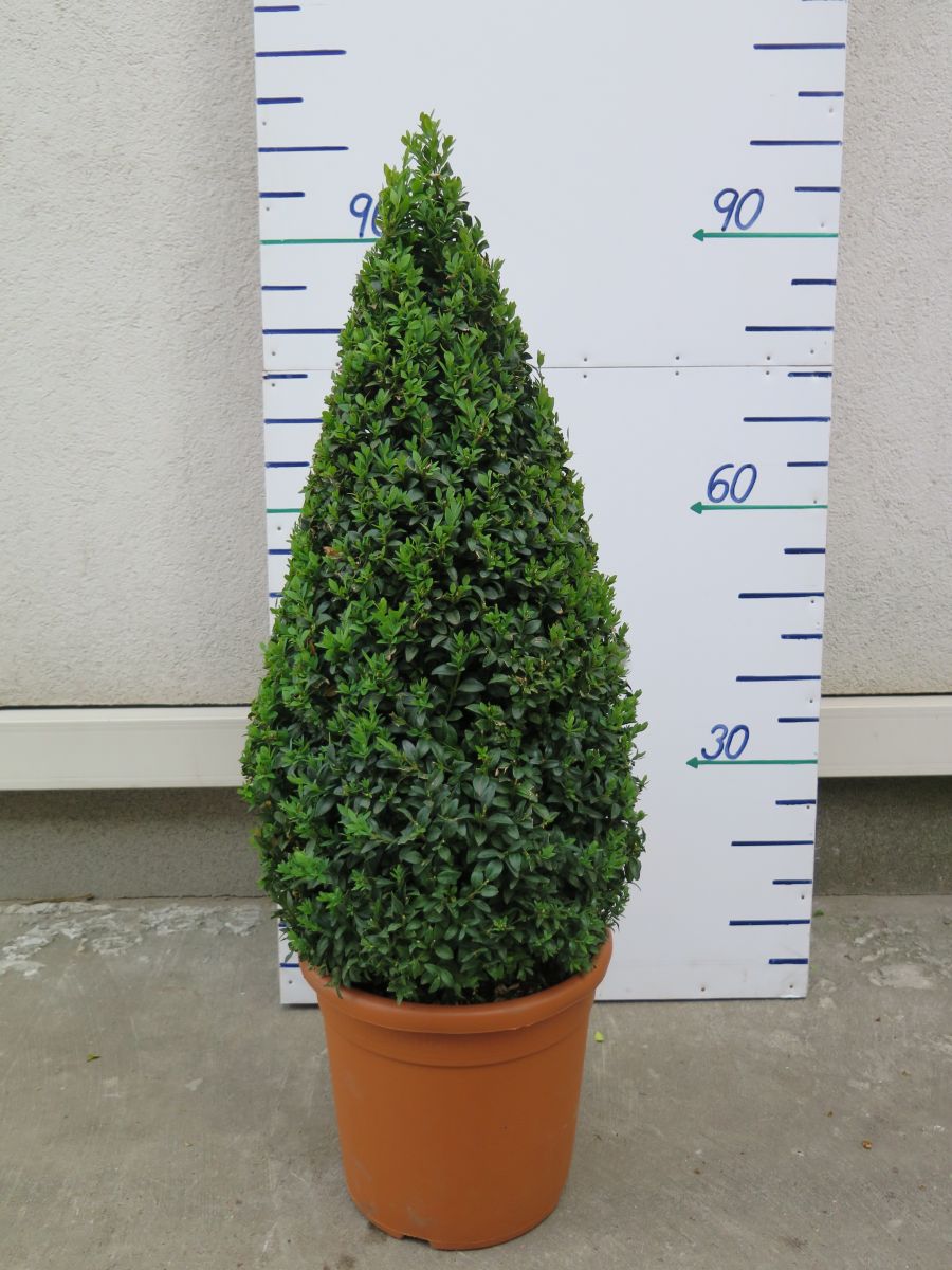 BUXUS SEMPERVIRENS 90 CM KUŽEL