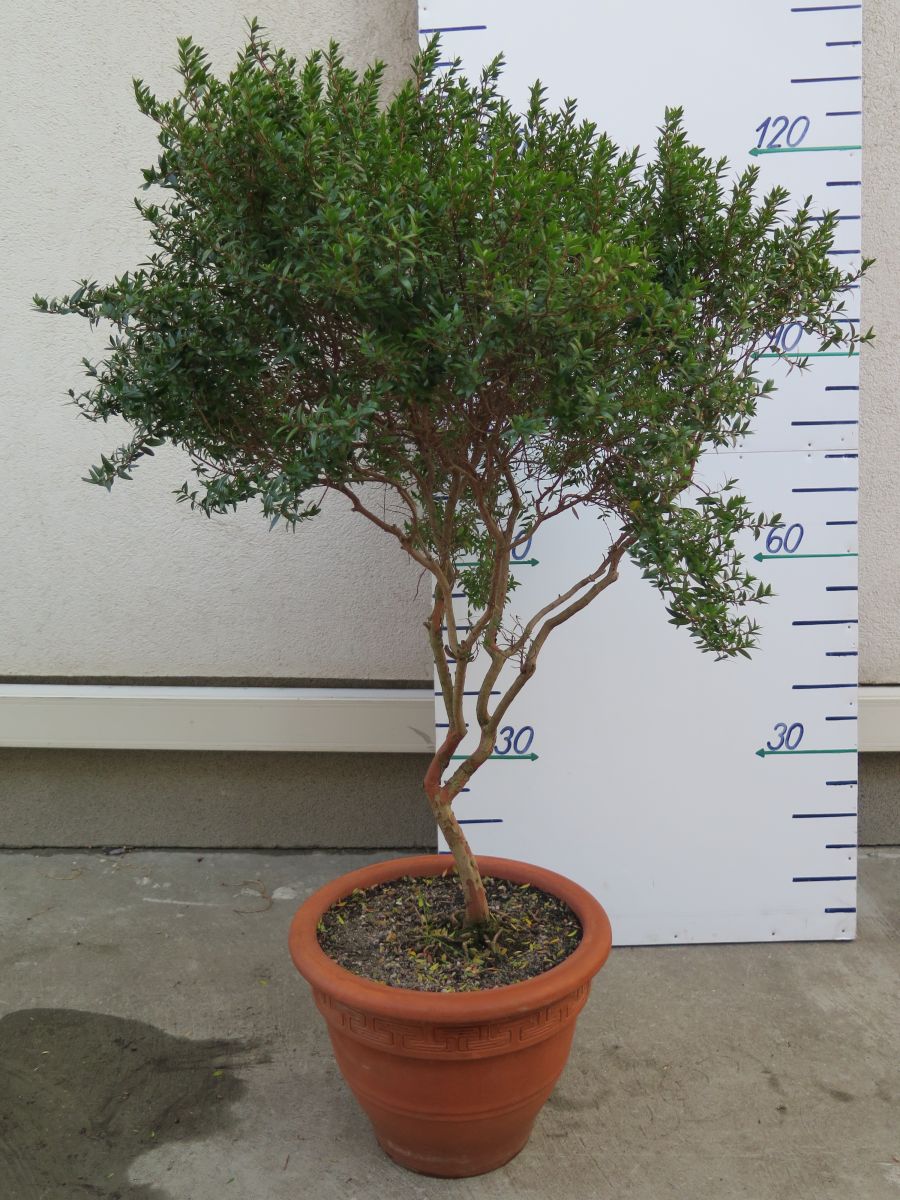 MYRTUS COMMUNIS VÝŠKA 120 CM