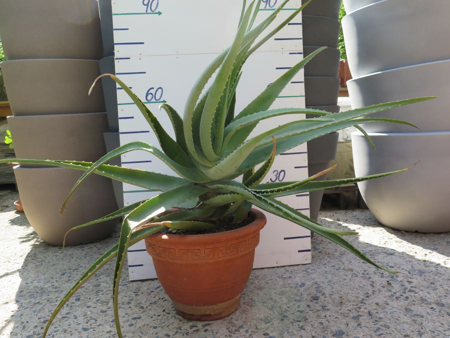 ALOE VERA VÝŠKA 90 CM