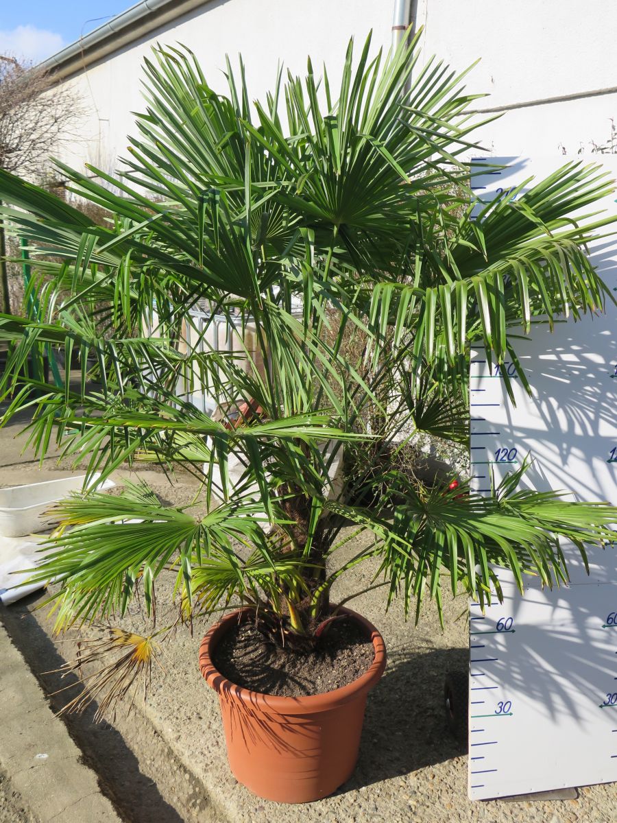 TRACHYCARPUS FORTUNEI 230 CM