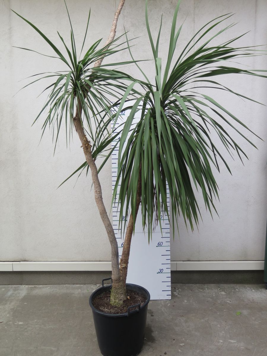 YUCCA ELEPHANTIPES VÝŠKA 270 CM