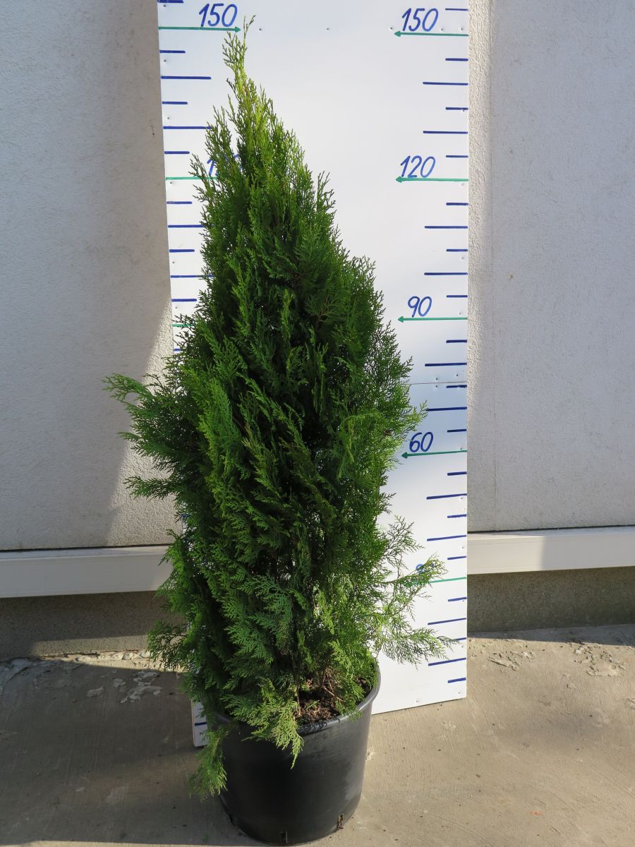 THUJA ORIENTALIS VÝŠKA 180 CM