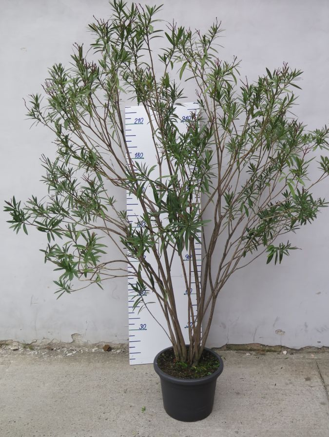 NERIUM OLEANDER 250 CM