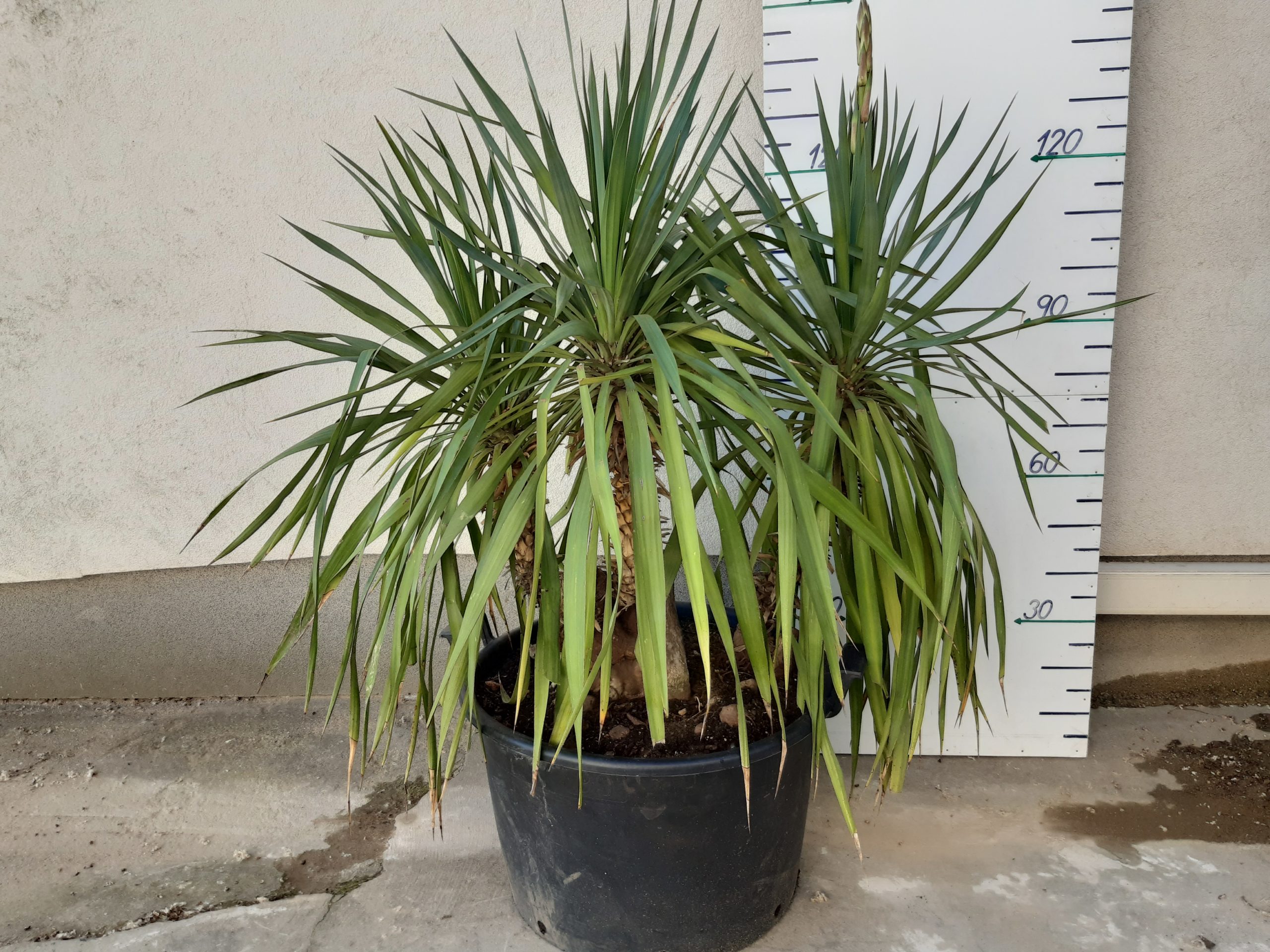 YUCCA GLORIOSA 150 CM