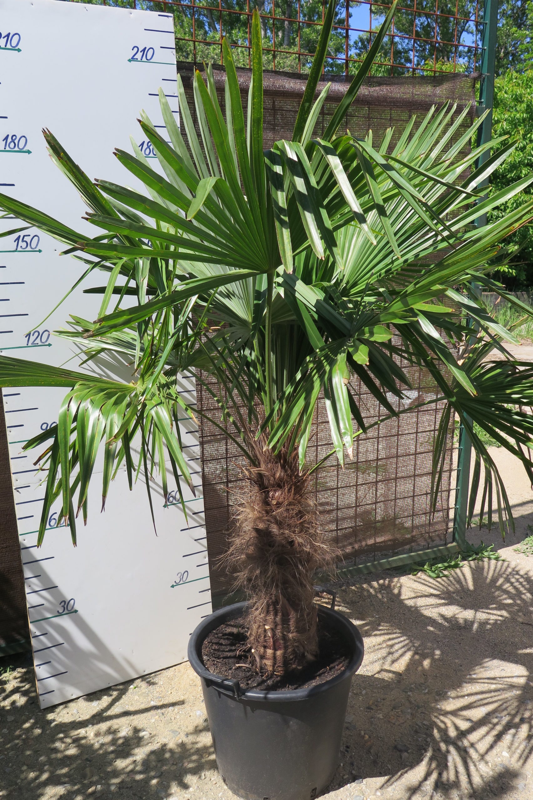 TRACHYCARPUS FORTUNEI  190 CM