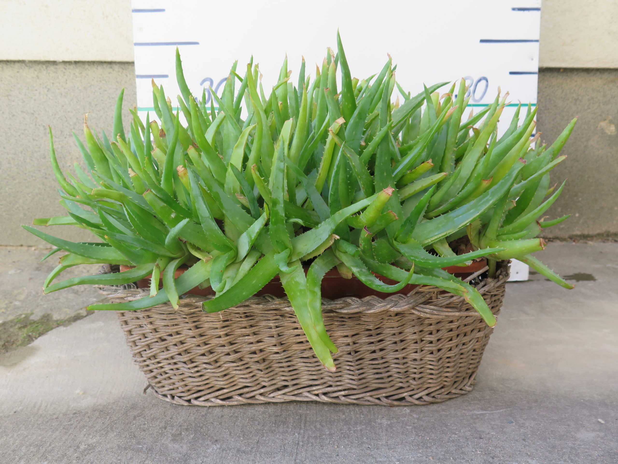 ALOE VERA VÝŠKA 30 CM