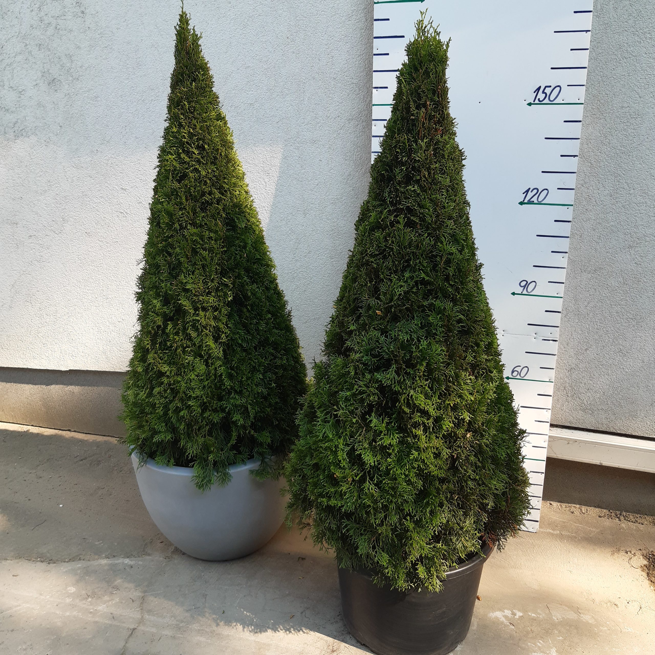 THUJA SMARAGD VÝŠKA 180 CM – KUŽEL