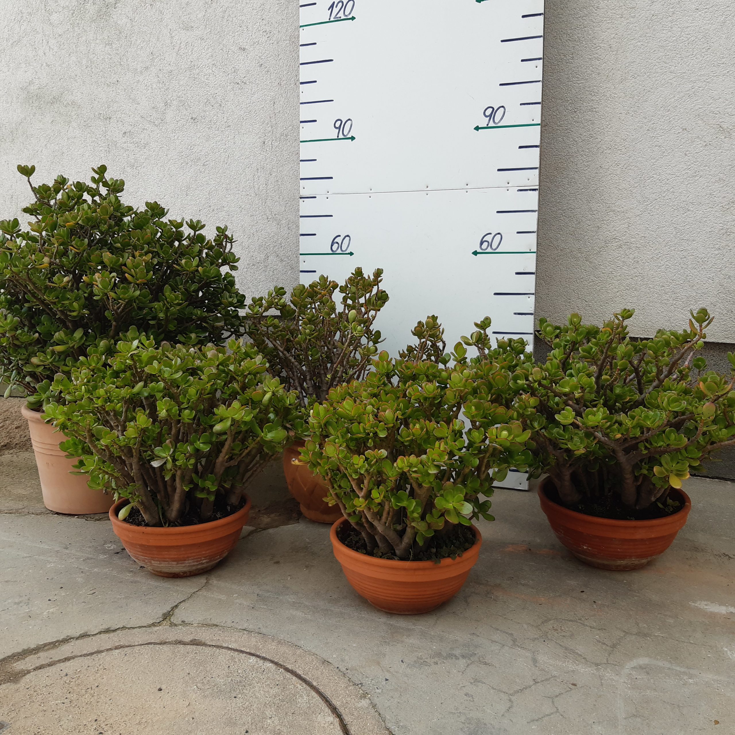 CRASSULA OVATA VÝŠKA 40 – 60 CM