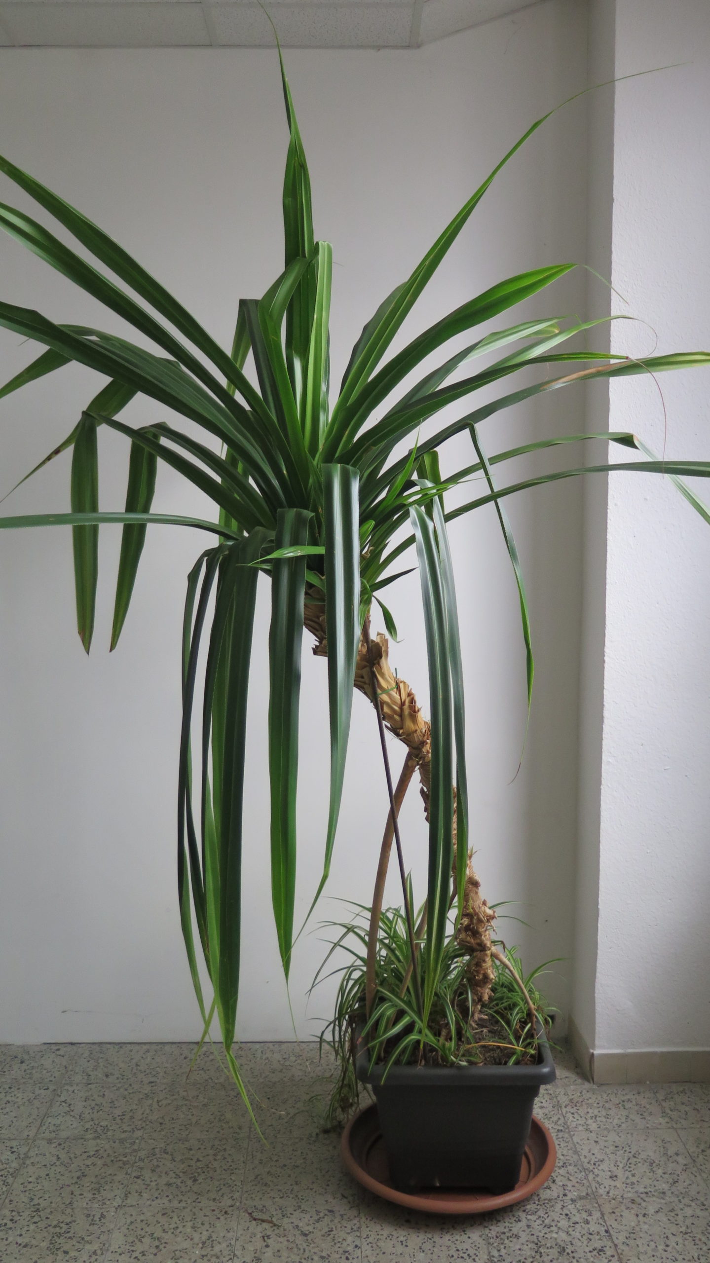 PANDANUS výška 250 cm