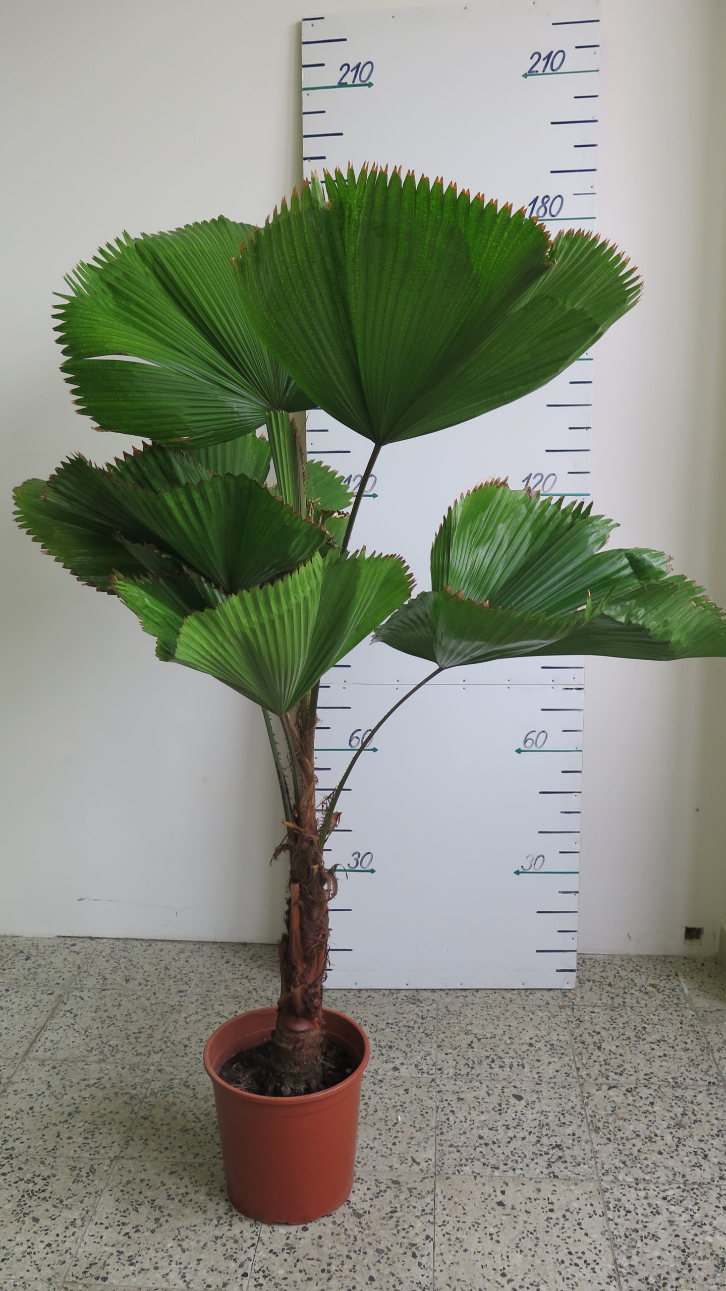 Licuala grandis výška 180 cm