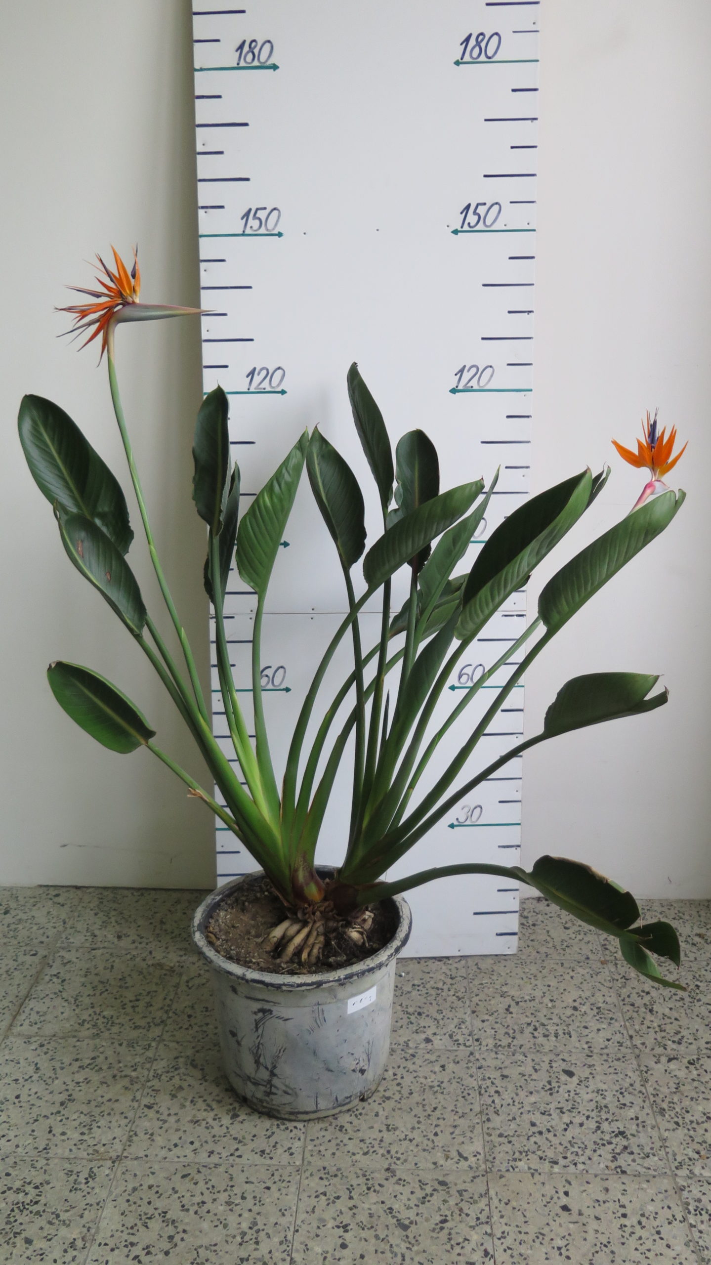 Strelitzia reginae výška 120 cm