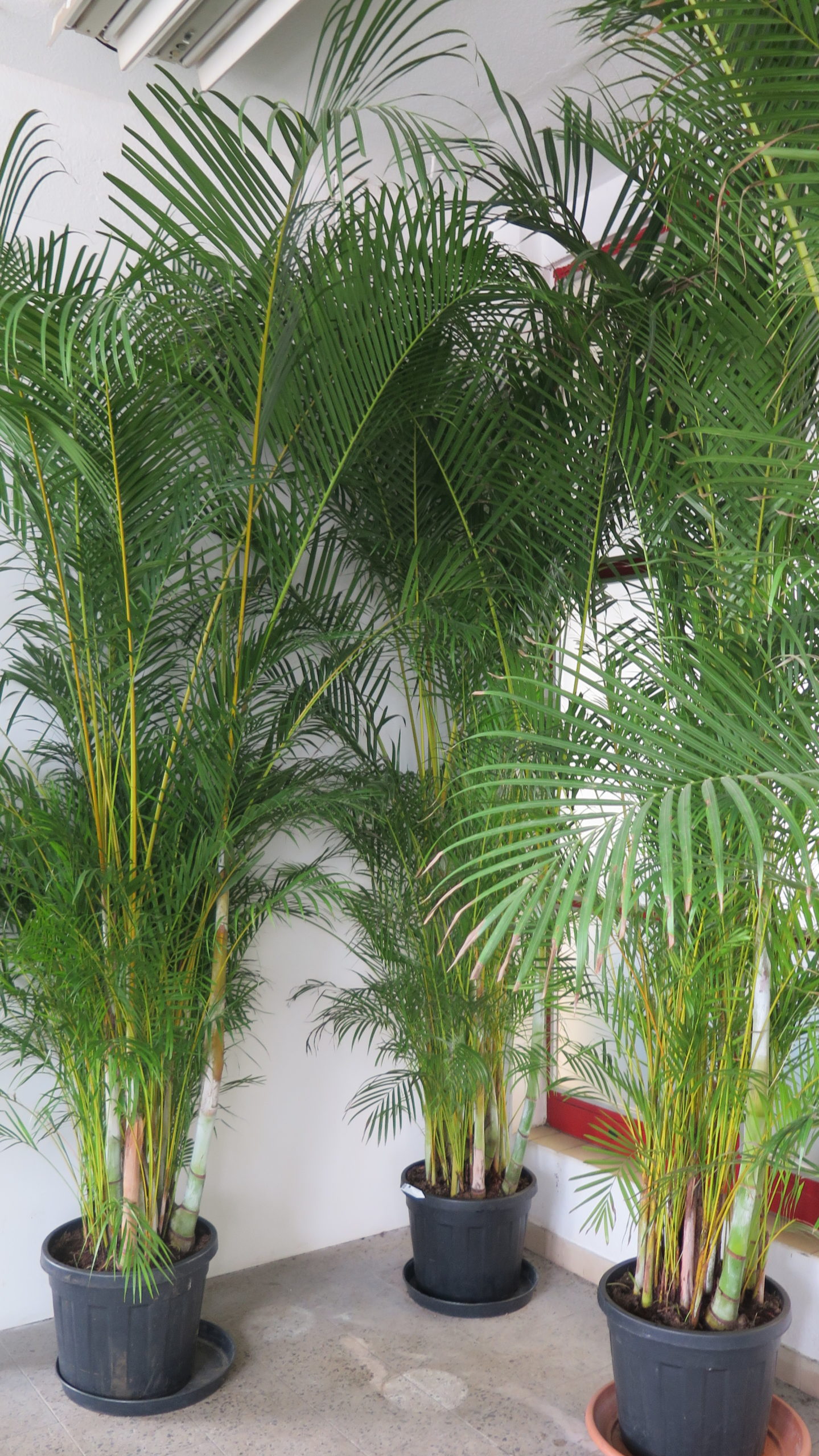 ARECA Dypsis lutescens výška 350 cm